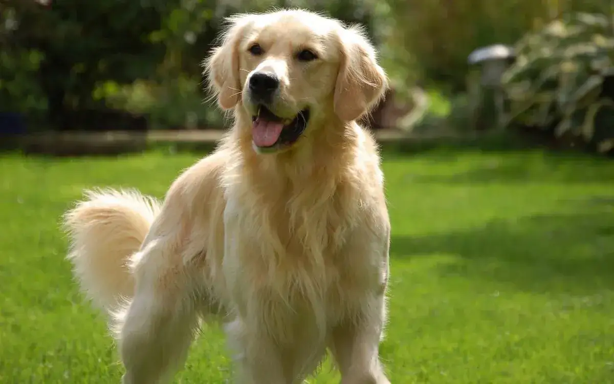 Zdjęcie Golden retriever w domu czy na podwórku - co jest lepsze dla psa?
