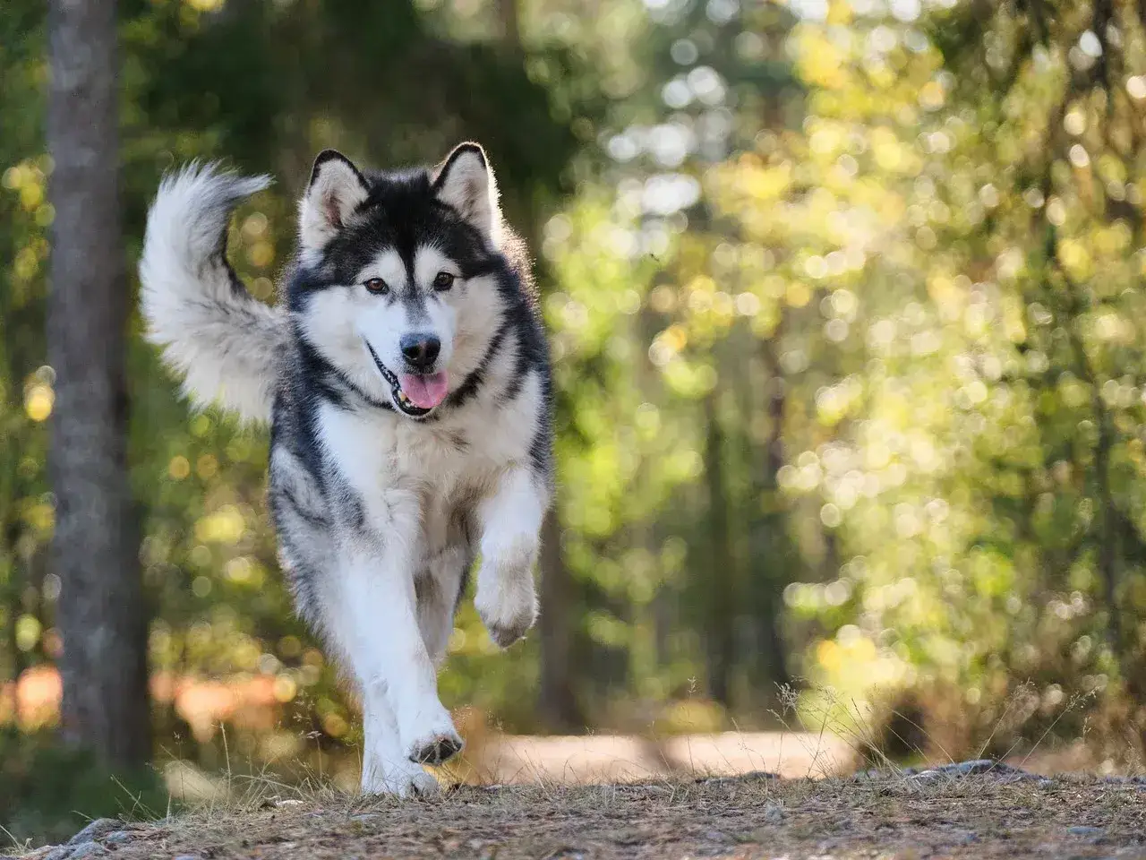 Zdjęcie Jakie szelki dla husky zapewnią komfort i bezpieczeństwo podczas spacerów