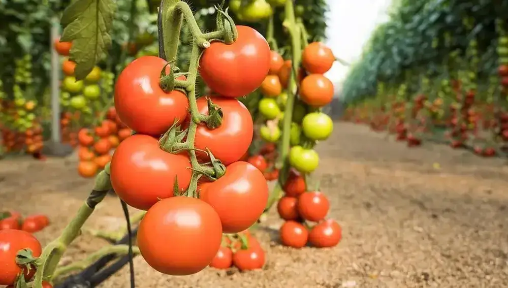 Zdjęcie Cuándo plantar tomates en Galicia para asegurar una cosecha exitosa