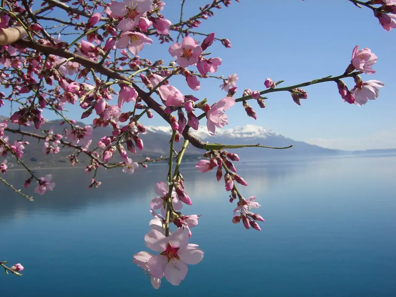 Ramas de almendros en flor rosa con un lago azul y montañas nevadas al fondo. Un hermoso mirador de los almendros.