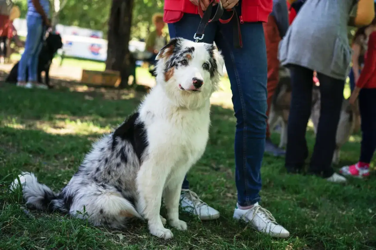 Piękny pies rasy Border Collie z umaszczeniem gen merle siedzi na trawie obok właściciela.