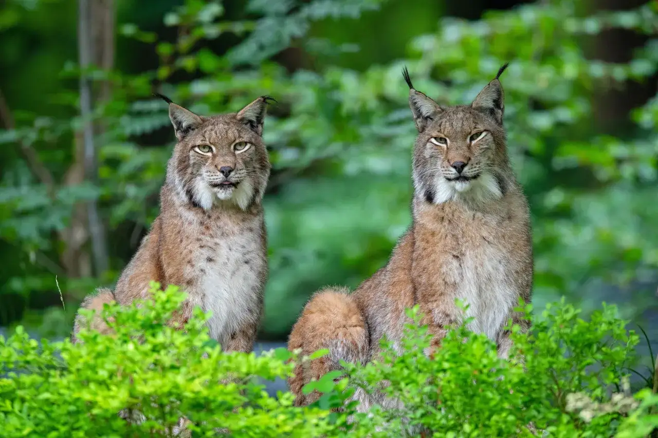 Zwei Luchse sitzen im gr&uuml;nen Dickicht. Das eine Tier leckt sich die Lippen, das andere schaut neugierig. Ein majest&auml;tisches Lux-Tier.