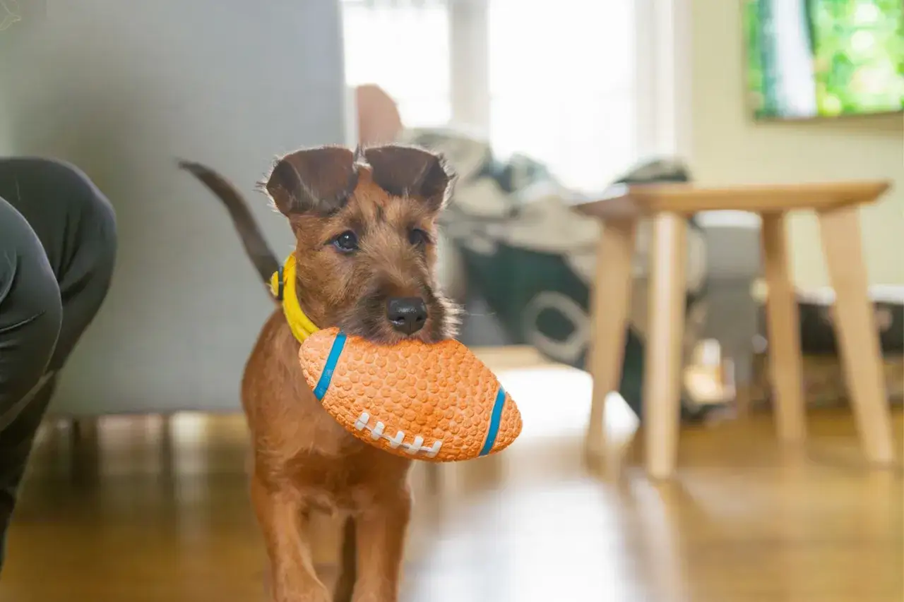 En söt terrier med en leksaksboll i munnen, redo för lek. Att uppfostra valp är roligt!