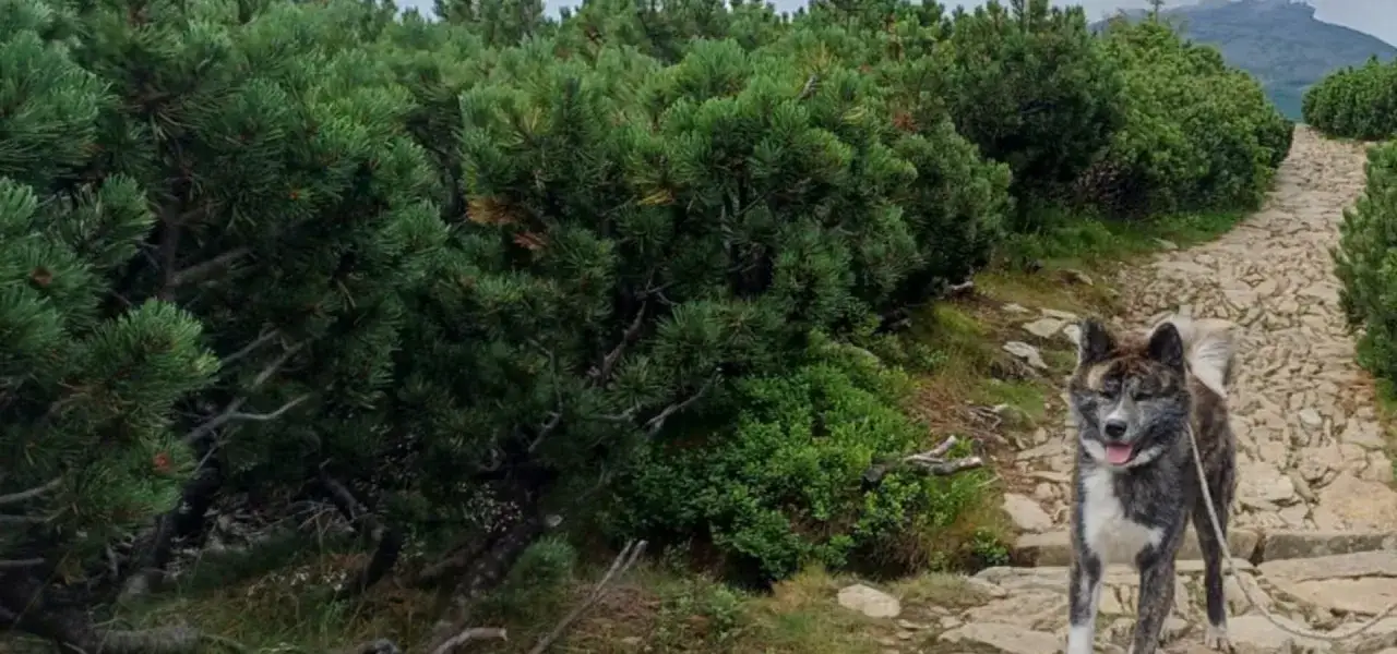 Pies na kamienistej ścieżce w Karkonoszach, otoczony kosodrzewiną. Idealne miejsce na wędrówkę z czworonogiem, jak na mapie.