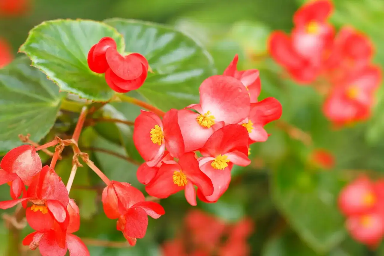 Fleurs de bégonia rouges éclatantes, idéales pour un entretien facile et un jardin coloré.