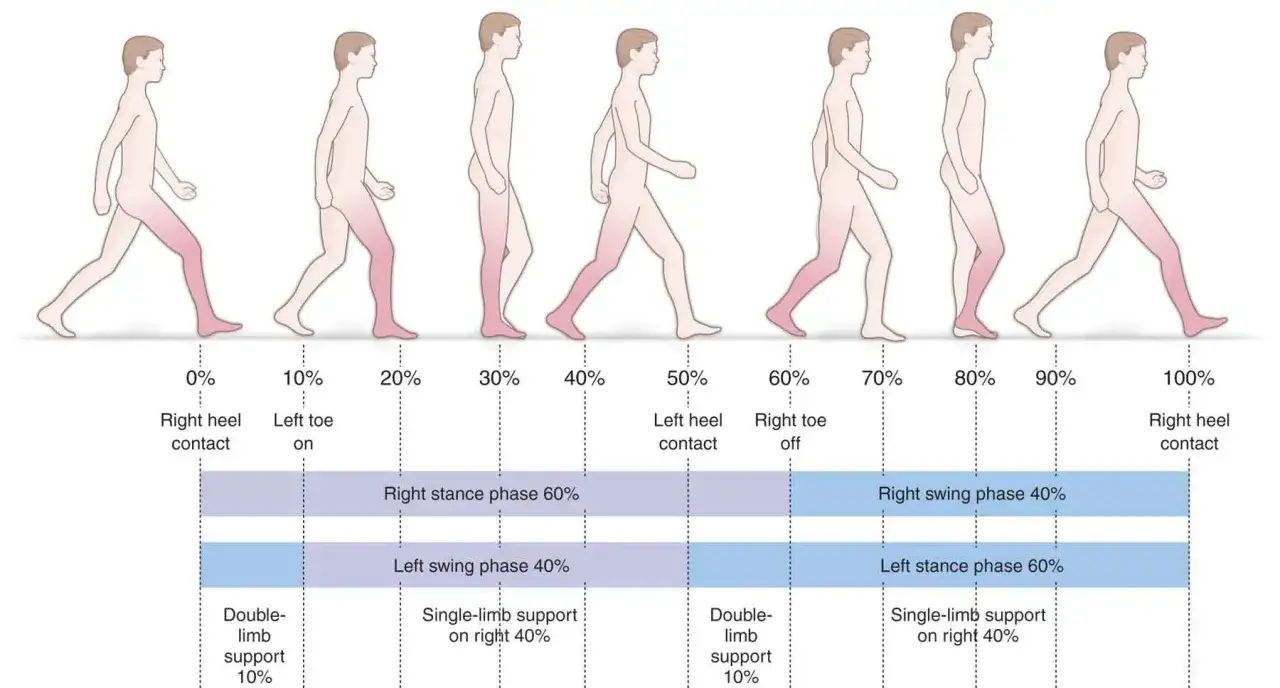 Illustrazione delle fasi del ciclo del passo, mostrando come si cammina con le gambe in movimento e le percentuali di supporto.