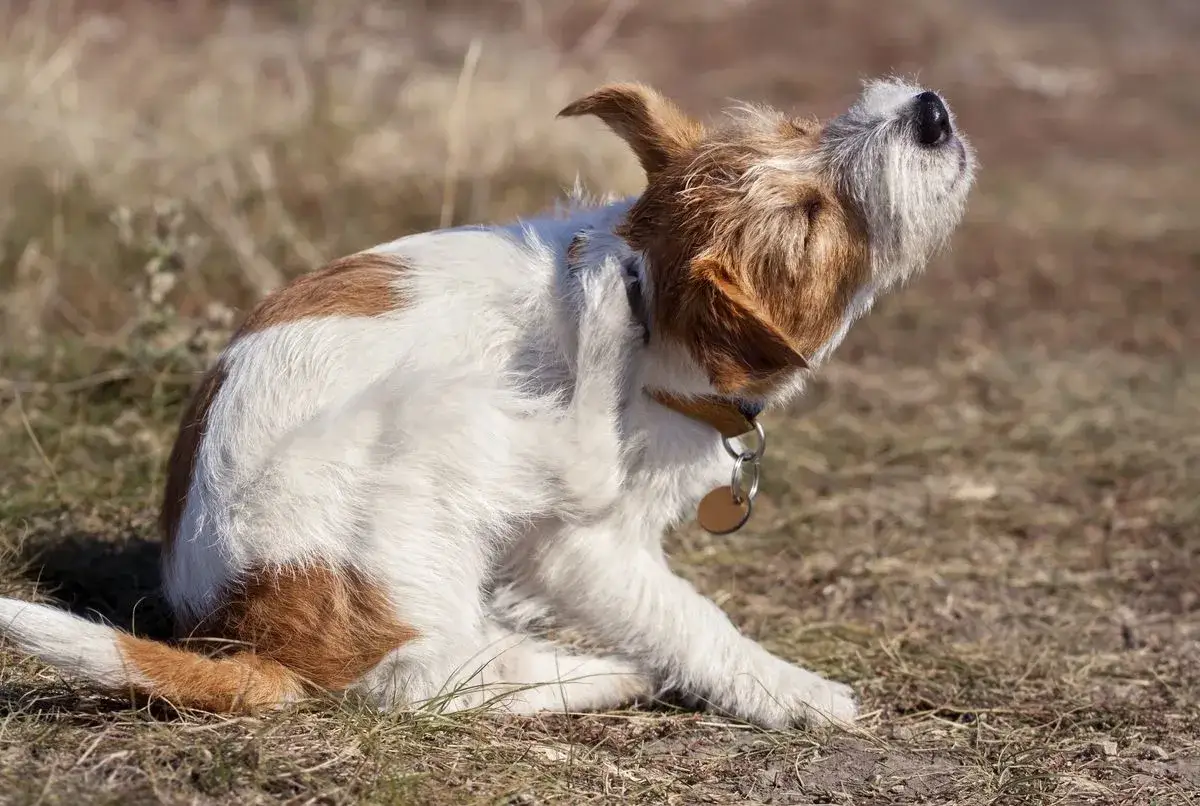 Ein niedlicher Jack Russell Terrier Welpe kratzt sich am Ohr. Er scheint sich sehr zu jucken, der kleine Kerl.