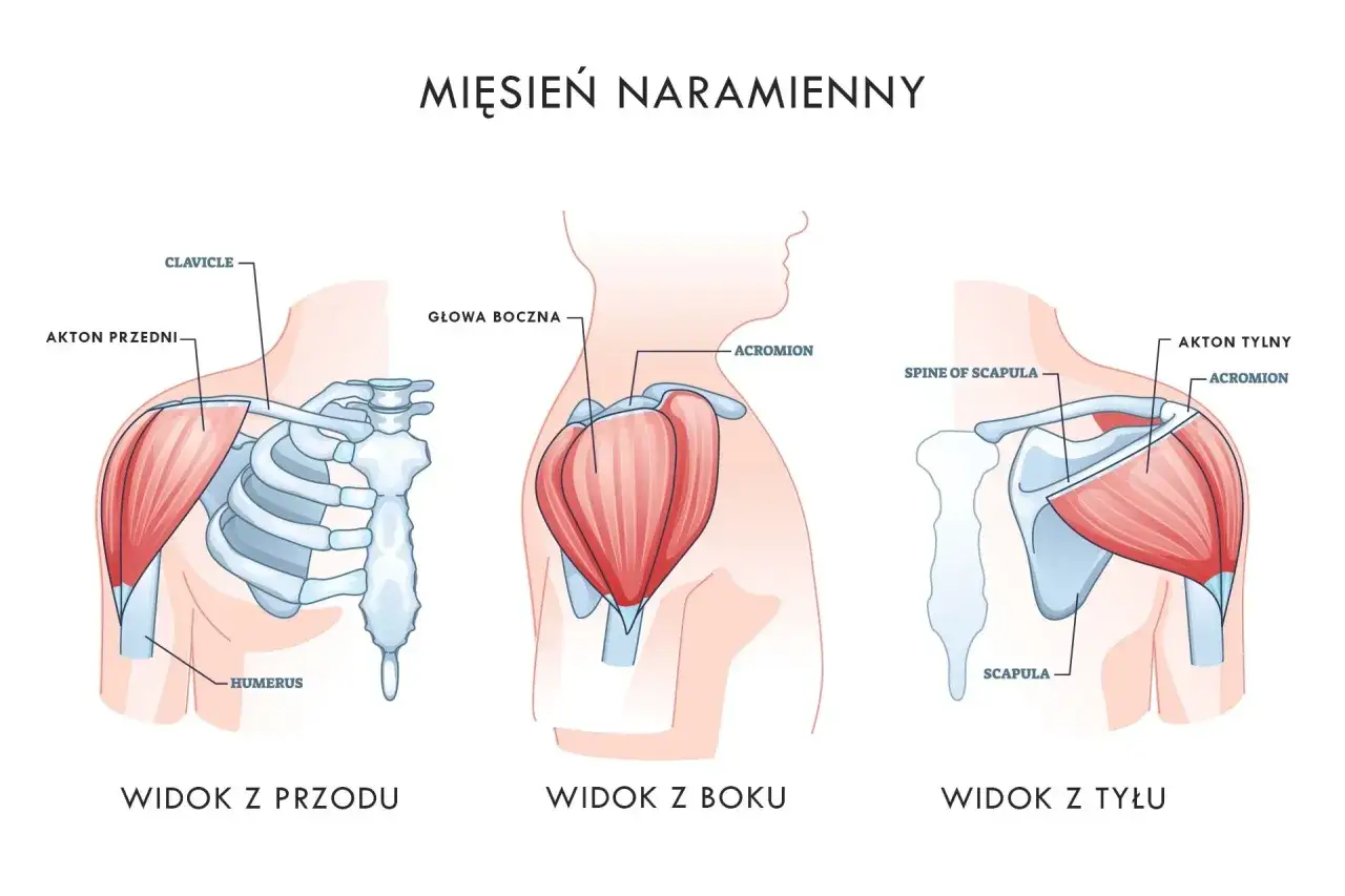 Ilustracja pokazuje mięsień naramienny z różnych perspektyw, podkreślając tylny akton barków, kluczowy dla ćwiczeń.