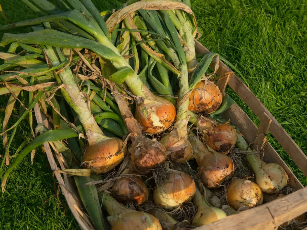Frisch geerntete Zwiebeln liegen in einer Holzkiste auf grünem Gras. Die grünen Blätter und die braunen Zwiebeln sind bereit für die Lagerung.