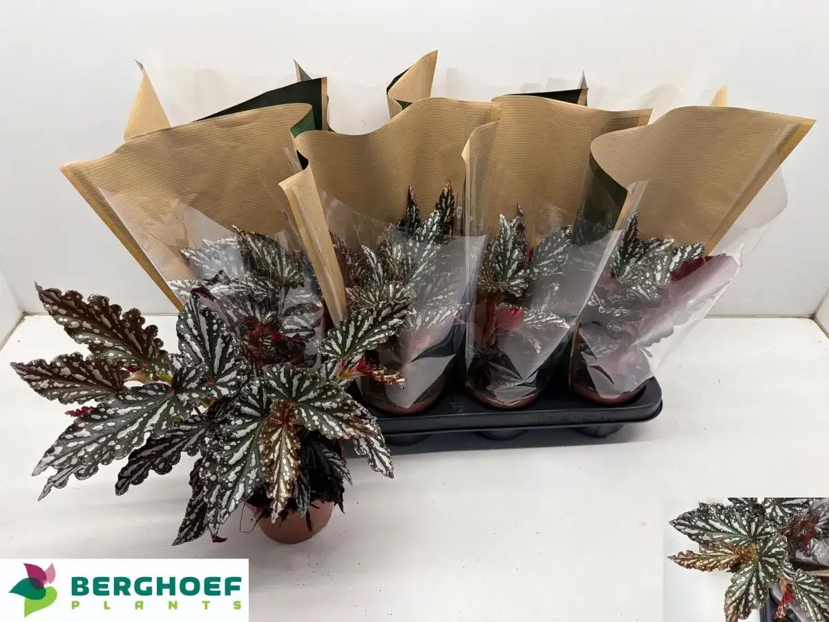 Begonia maculata cuidados: plantas listas para enviar, con hojas plateadas y rojas, envueltas para su protección.