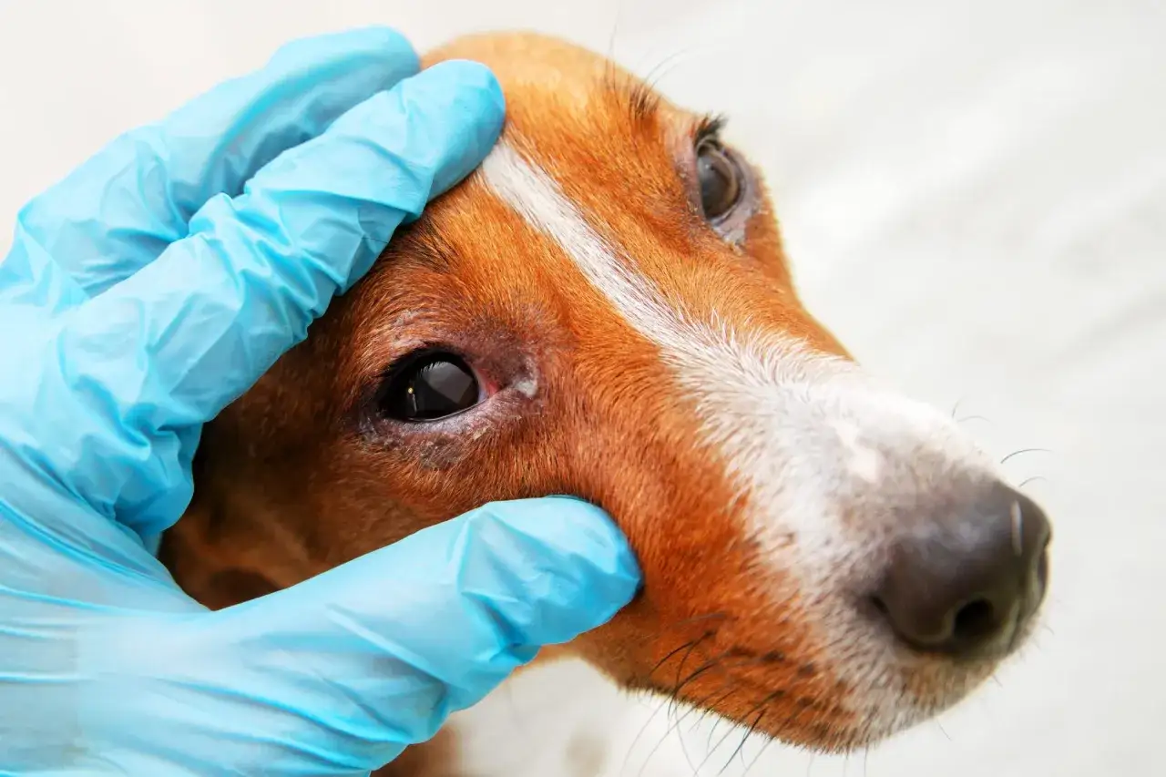 Main du vétérinaire examinant l'œil irrité d'un chien. Peut-on devenir allergique au chien du jour au lendemain ?