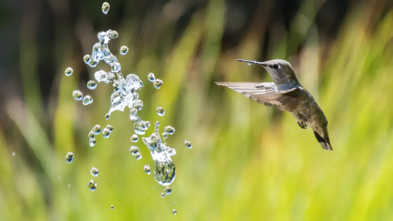 Un colibri en vol, captur&eacute; avec une obturation rapide, effleure une gerbe d'eau scintillante.