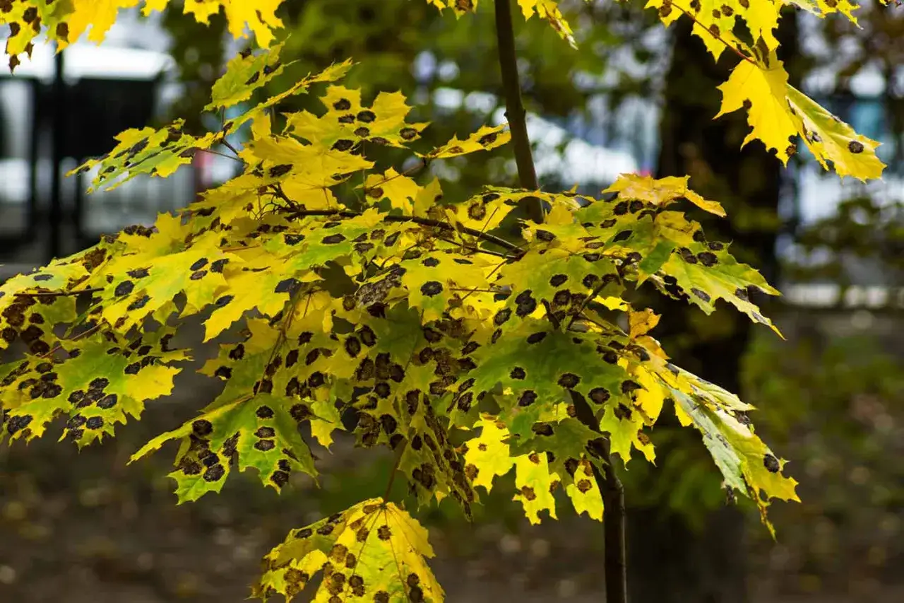 Feuilles d'érable jaunes et vertes parsemées de taches sombres, signe d'une maladie de l'arbre.