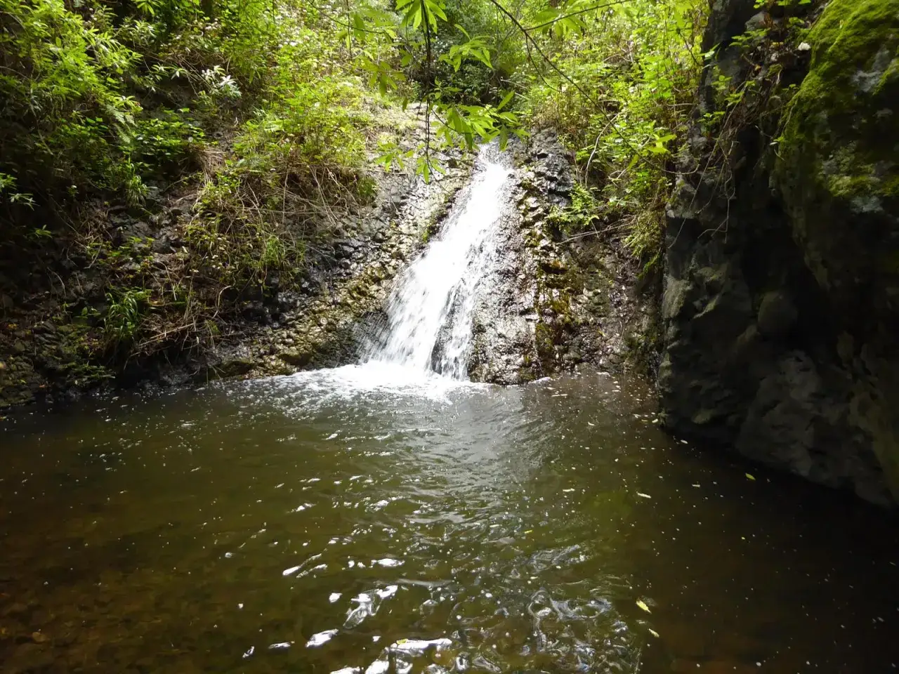 Cascada en el barranco de Azuaje, rodeada de vegetación exuberante y rocas cubiertas de musgo. El agua cae sobre piedras oscuras formando una poza natural.