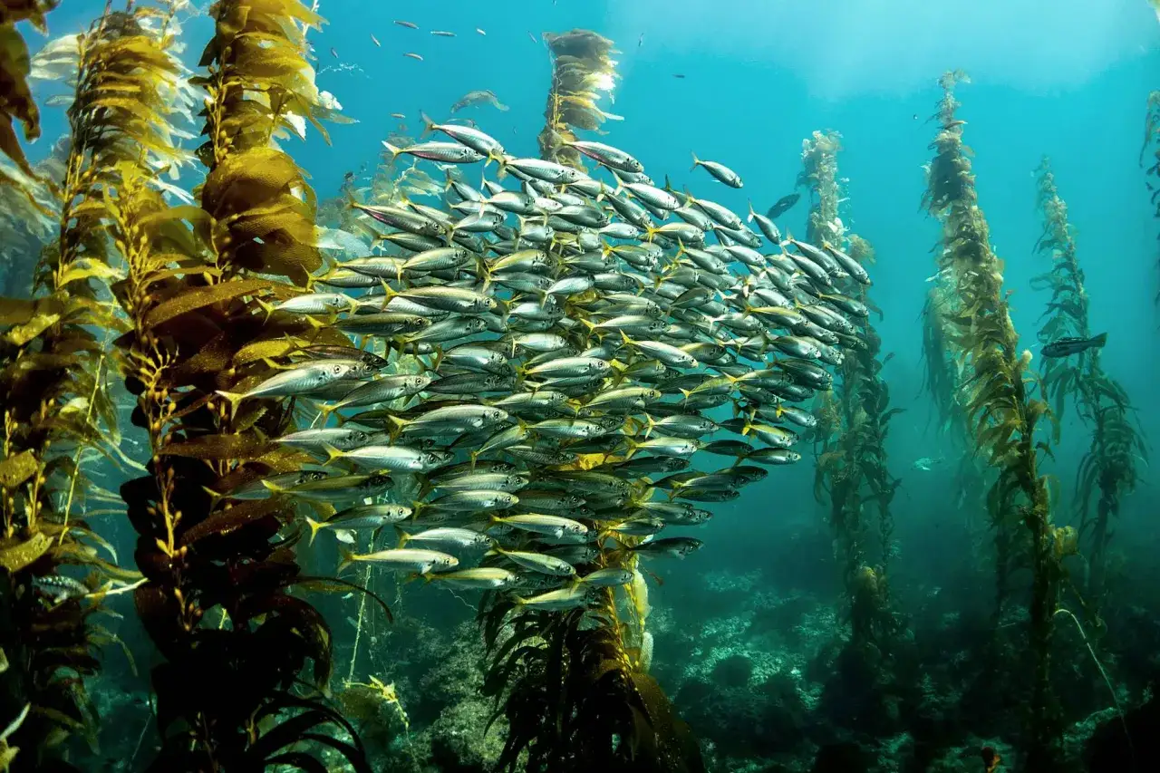 Ein Schwarm silbriger Fische, wie Makrelen im Mittelmeer, schwimmt zwischen hohen Kelpw&auml;ldern im t&uuml;rkisfarbenen Wasser.
