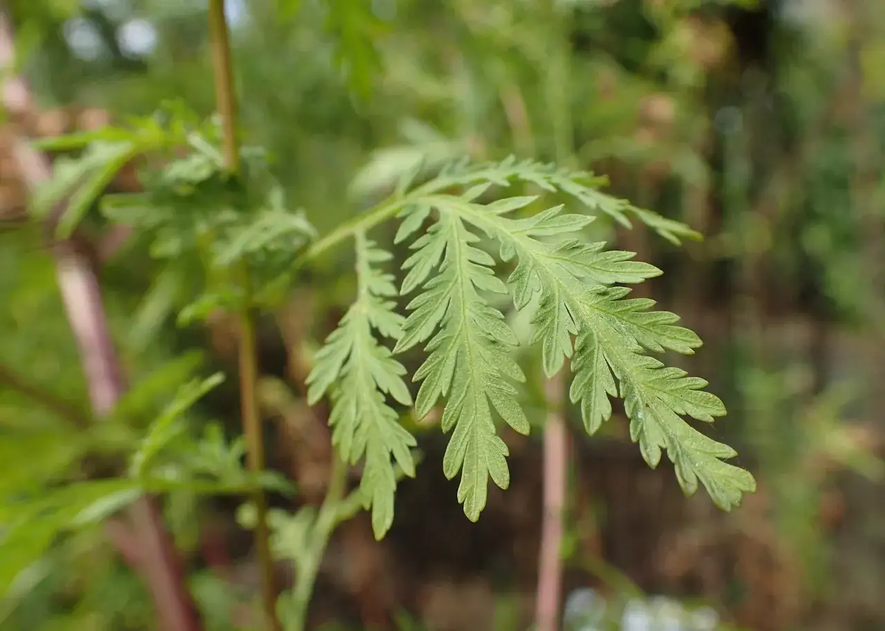 Feuilles d&eacute;coup&eacute;es d'armoise, une plante aux multiples bienfaits.