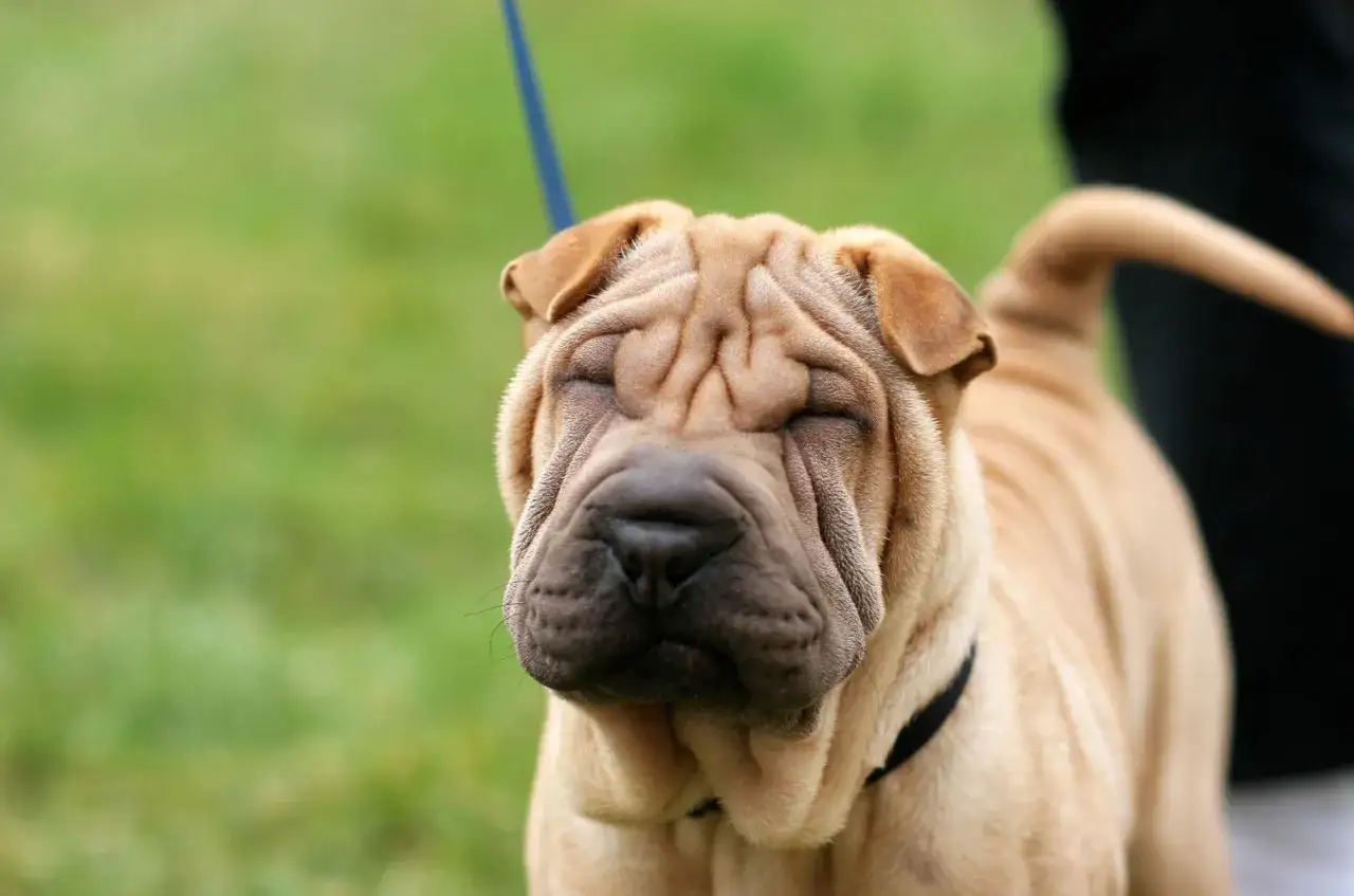 Uroczy pies rasy brachycefalicznej, Shar Pei, z zamkniętymi oczami i pomarszczonym pyskiem, na tle zielonej trawy.
