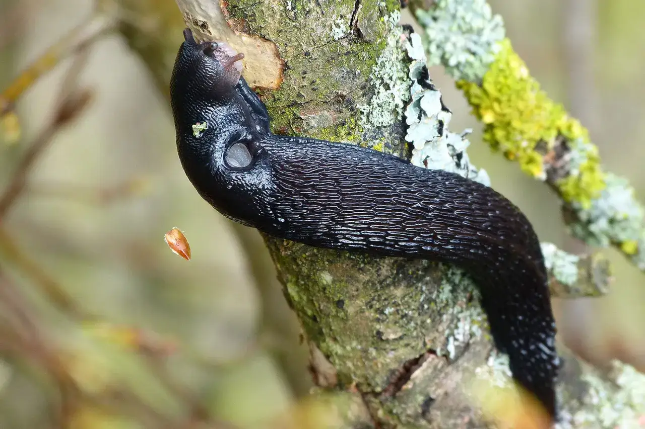 Schwarze Nacktschnecke kriecht auf einem Ast. Verschiedene Schneckenarten sind faszinierend.