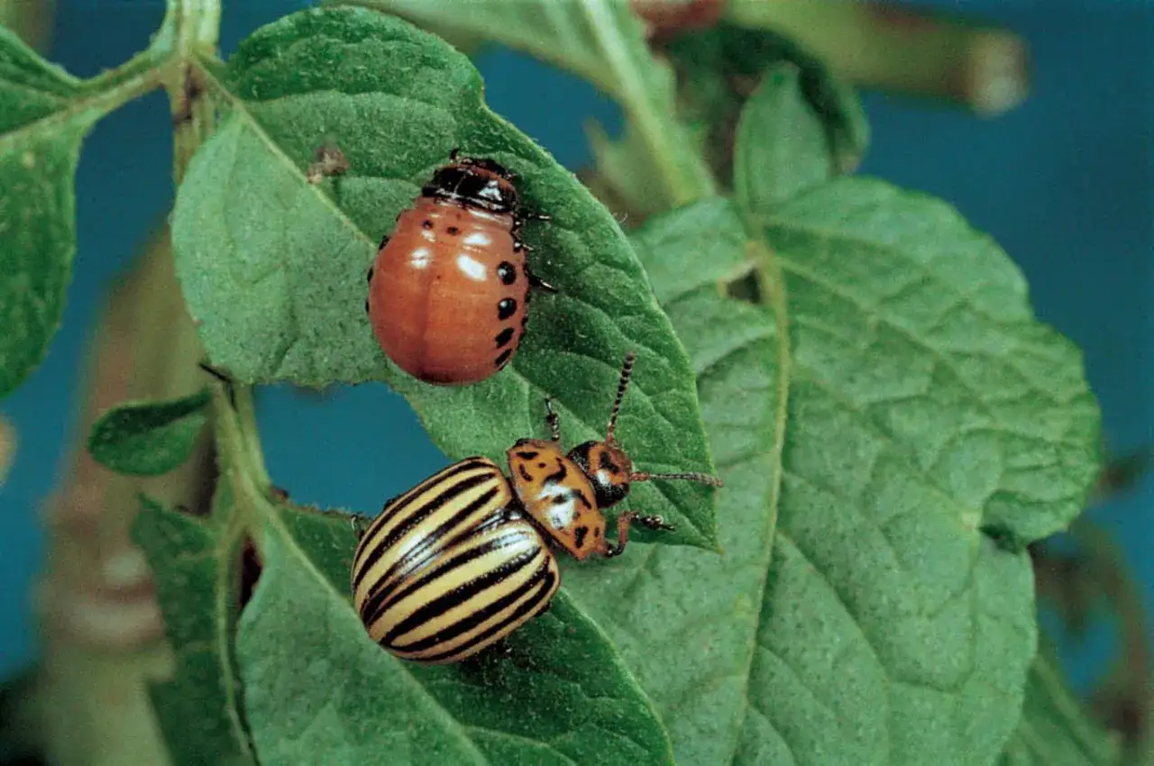 Dorifora insetticida: una larva arancione e un adulto striato su foglie verdi.
