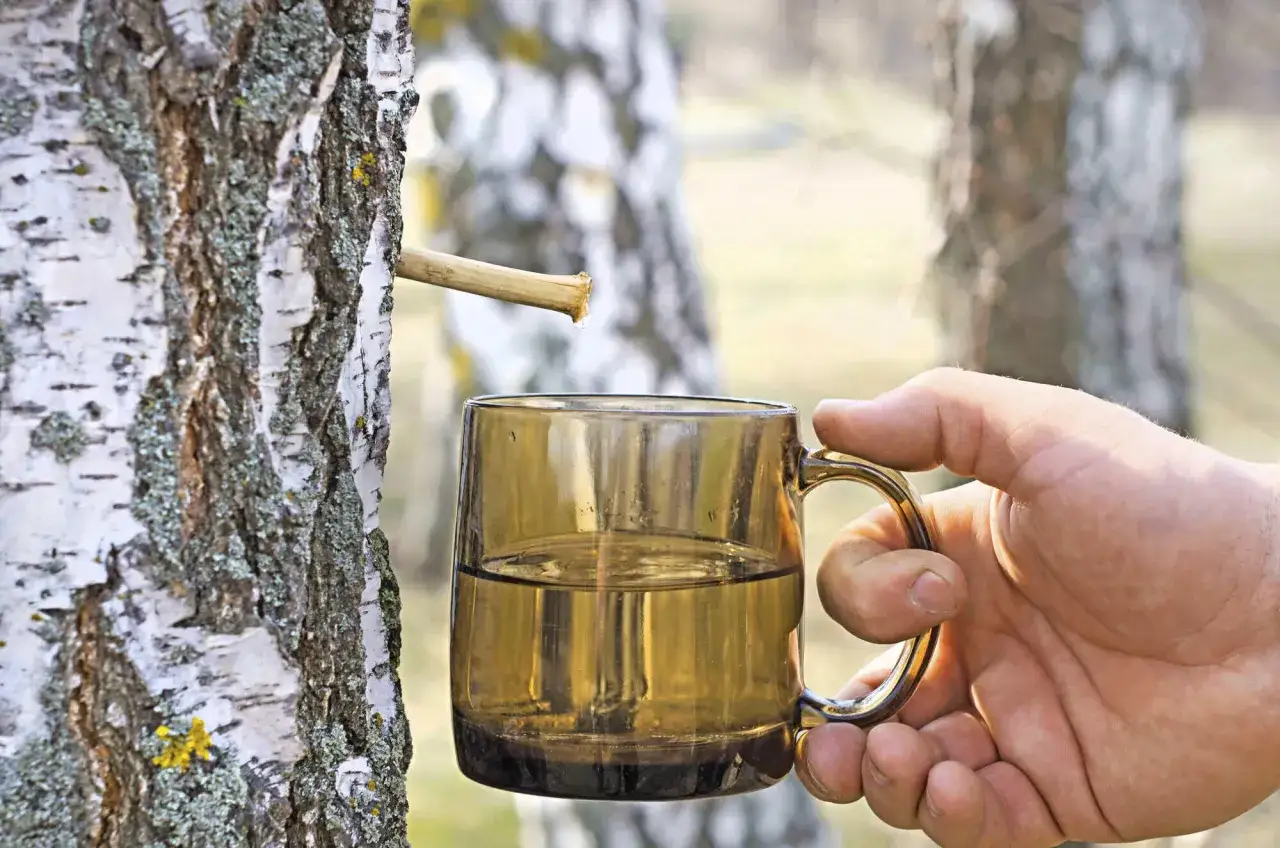 Frischer Birkensaft tropft in eine Tasse. Die Birkenwasser Wirkung ist bekannt f&uuml;r ihre gesundheitlichen Vorteile.