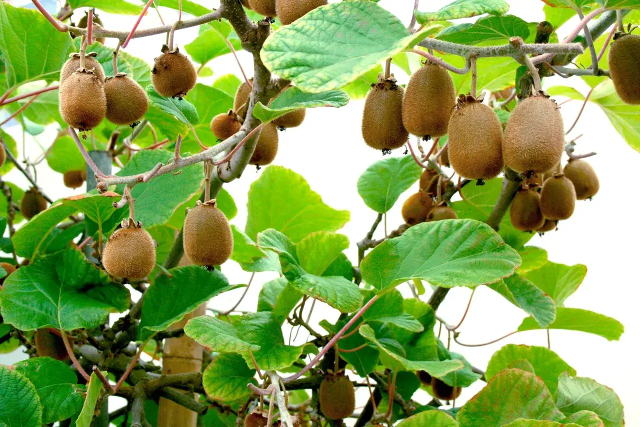 Kiwi frukter h&auml;nger mogna p&aring; grenar. En vacker syn f&ouml;r alla som vill odla kiwi.