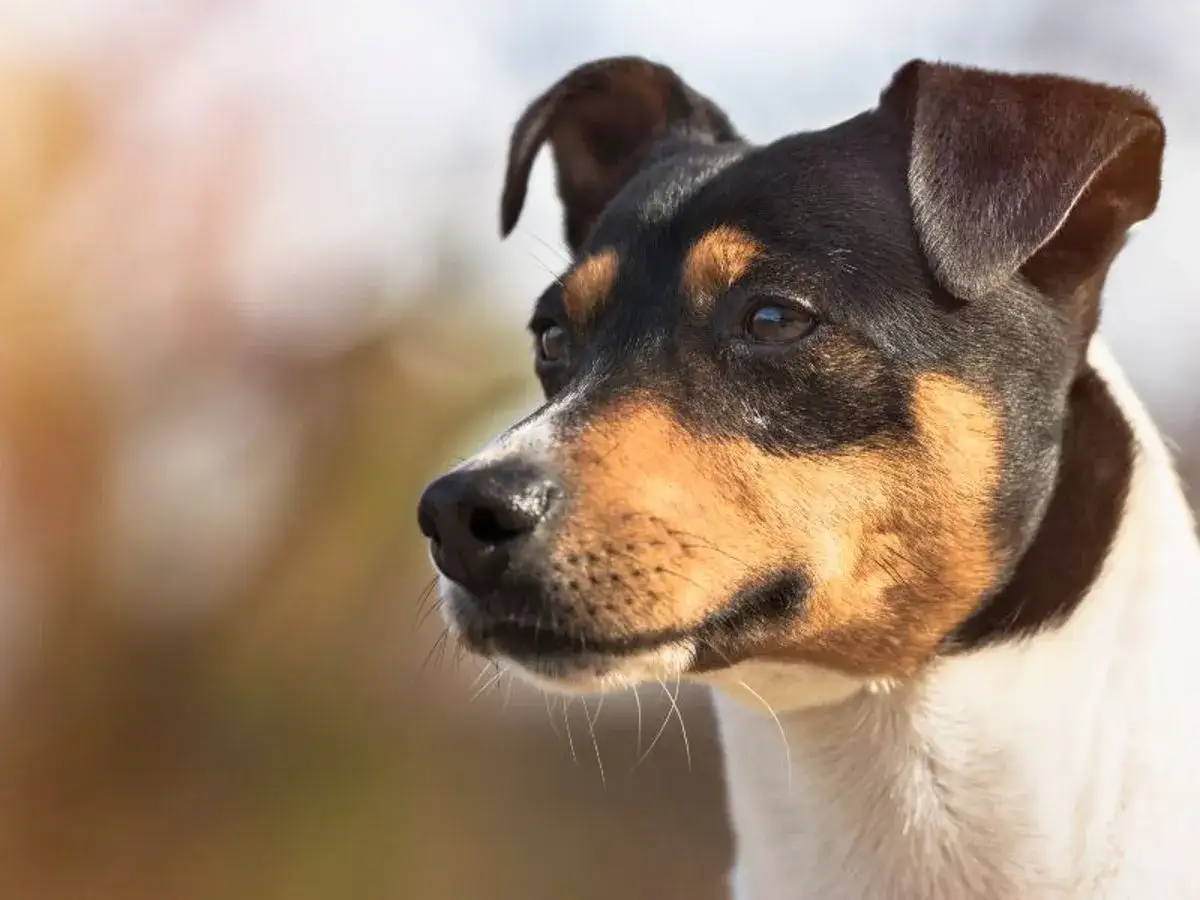 Primer plano de un perro bodeguero de pelaje tricolor, con orejas puntiagudas y mirada atenta.