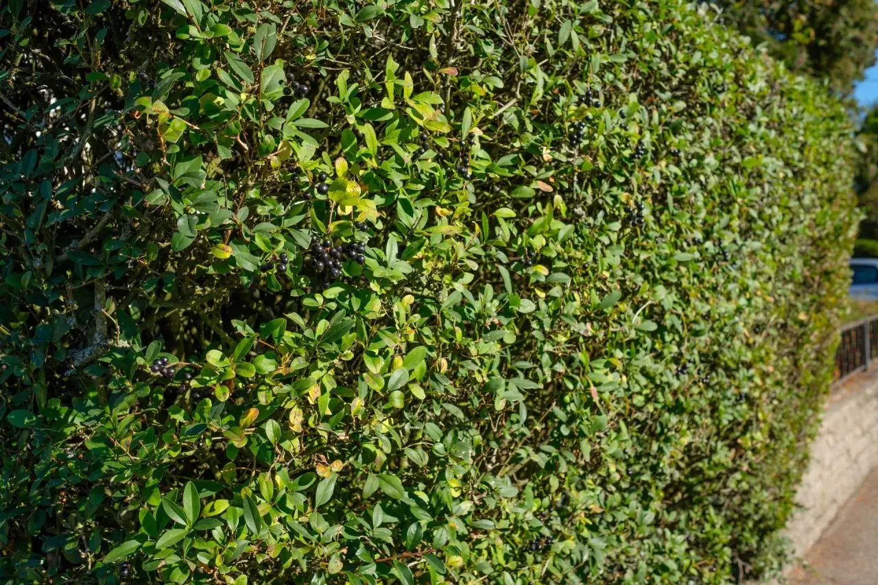 Gęsty, zielony ligustr krzew z licznymi czarnymi jagodami, tworzący naturalną barierę.