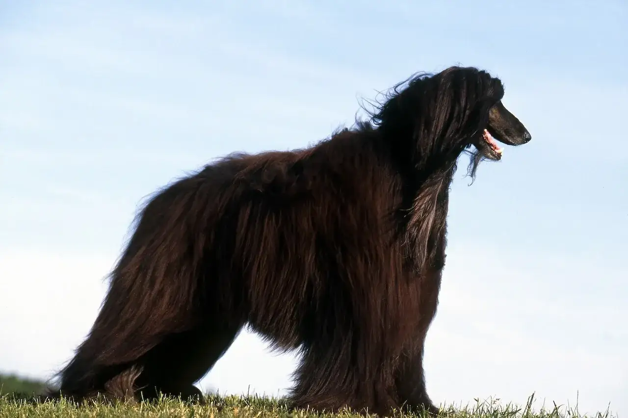 Un majestueux l&eacute;vrier afghan, au pelage long et sombre, se tient fi&egrave;rement sur l'herbe, le ciel bleu en toile de fond.
