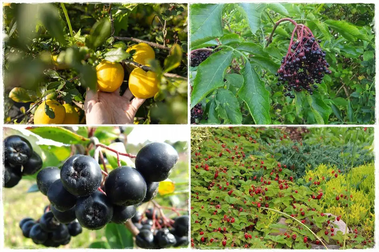 Krzewy jadalne na działkę: żółte owoce, czarny bez, aronia i poziomki.