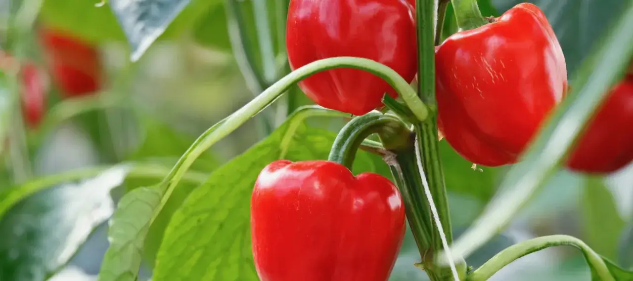 Reife rote Paprika hängen an einem grünen Stiel. Man sieht verschiedene Paprika wachstumsphasen, von jung bis voll ausgereift.