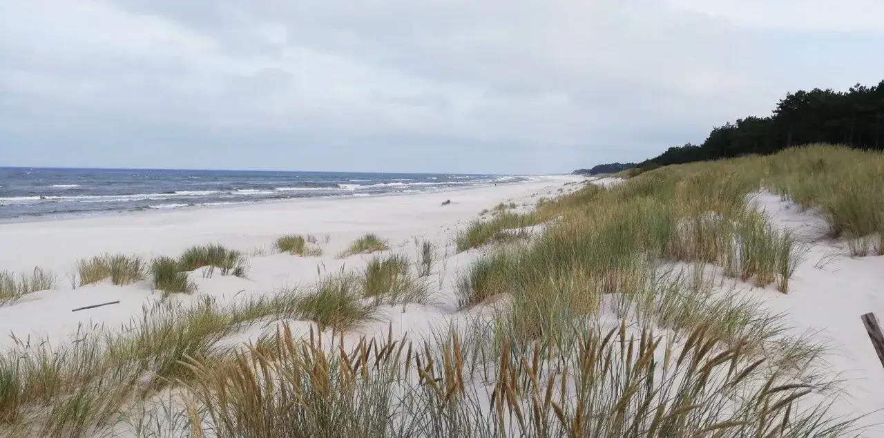 Piaszczyste wydmy porośnięte trawami nad morzem, w oddali las. Widok na **jezioro Sarbsko** i plażę.