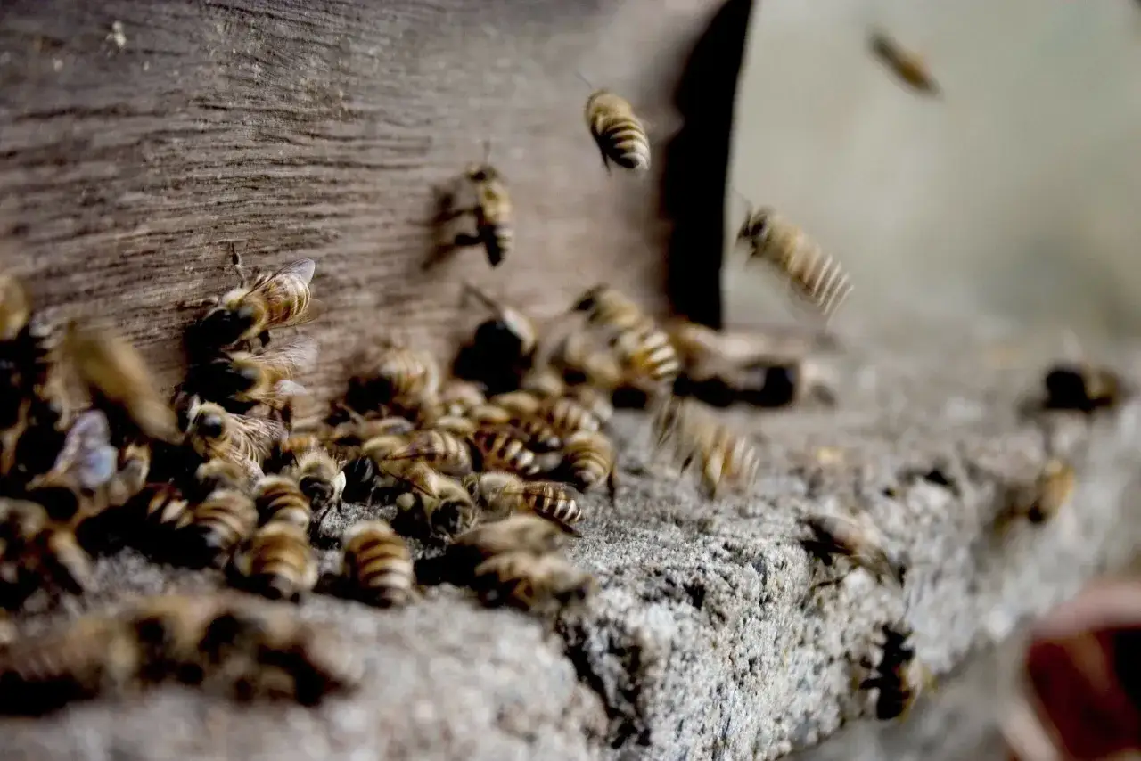 Rój pszczół przy ulu. Pszczoły zbierają propolis, naturalną substancję o właściwościach leczniczych.