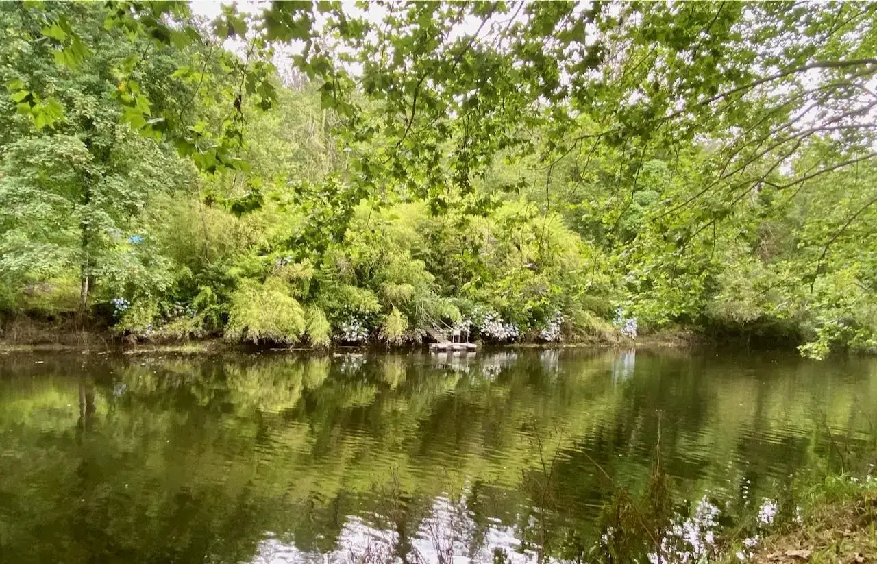 Un r&iacute;o tranquilo rodeado de exuberante vegetaci&oacute;n, ideal para rutas de senderismo en Betanzos. Reflejos verdes y flores silvestres.