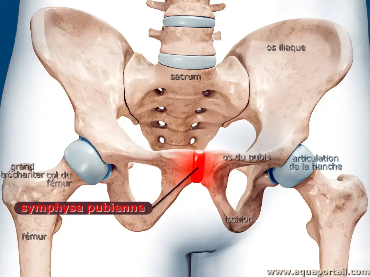 Anatomie du bassin féminin, montrant la symphyse pubienne rouge, une cause fréquente de douleur au pubis chez la femme.