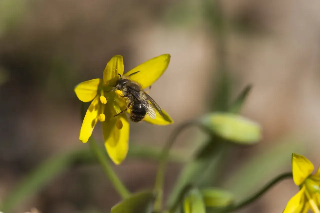 En bin samlar nektar fr&aring;n en gul blomma. Var bor bin? I naturen, p&aring; &auml;ngar och i tr&auml;dg&aring;rdar, d&auml;r de hj&auml;lper till med pollineringen.