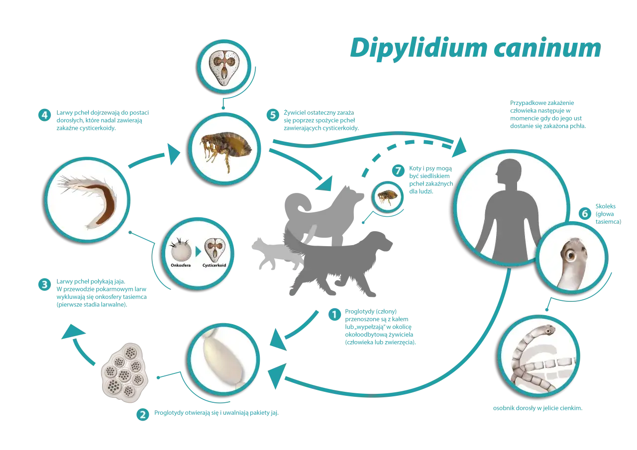 Cykl rozwojowy tasiemca psiego (Dipylidium caninum) u kota i psa, z udziałem pcheł.