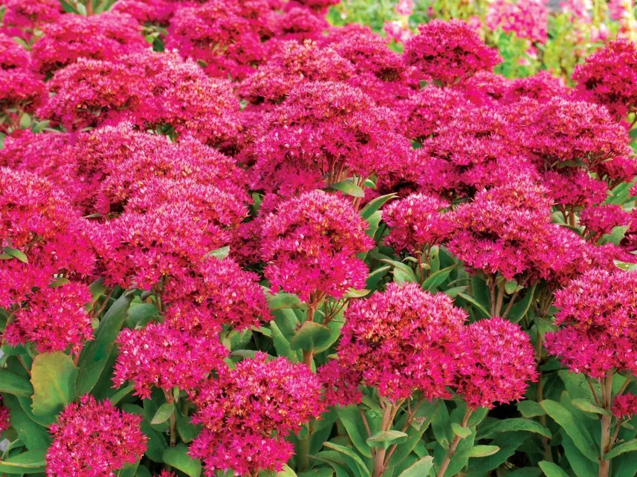 Ein Meer aus leuchtend pinken Bl&uuml;tenk&ouml;pfen, typisch f&uuml;r Fetthenne Arten, bedeckt den Bildhintergrund.