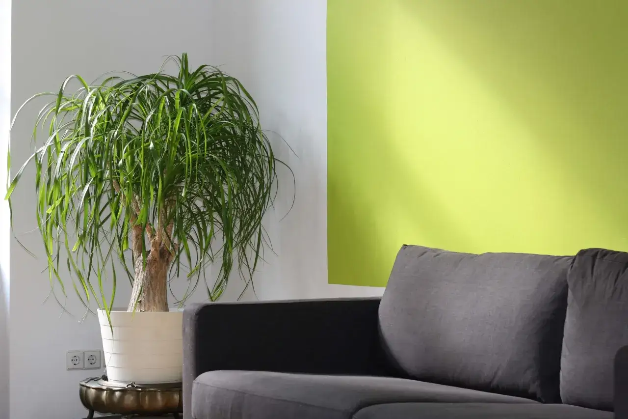 Un divano grigio accanto a una pianta rigogliosa, con uno sfondo che sfuma tra il bianco e diverse tonalit&agrave; di verde, creando un'atmosfera rilassante.