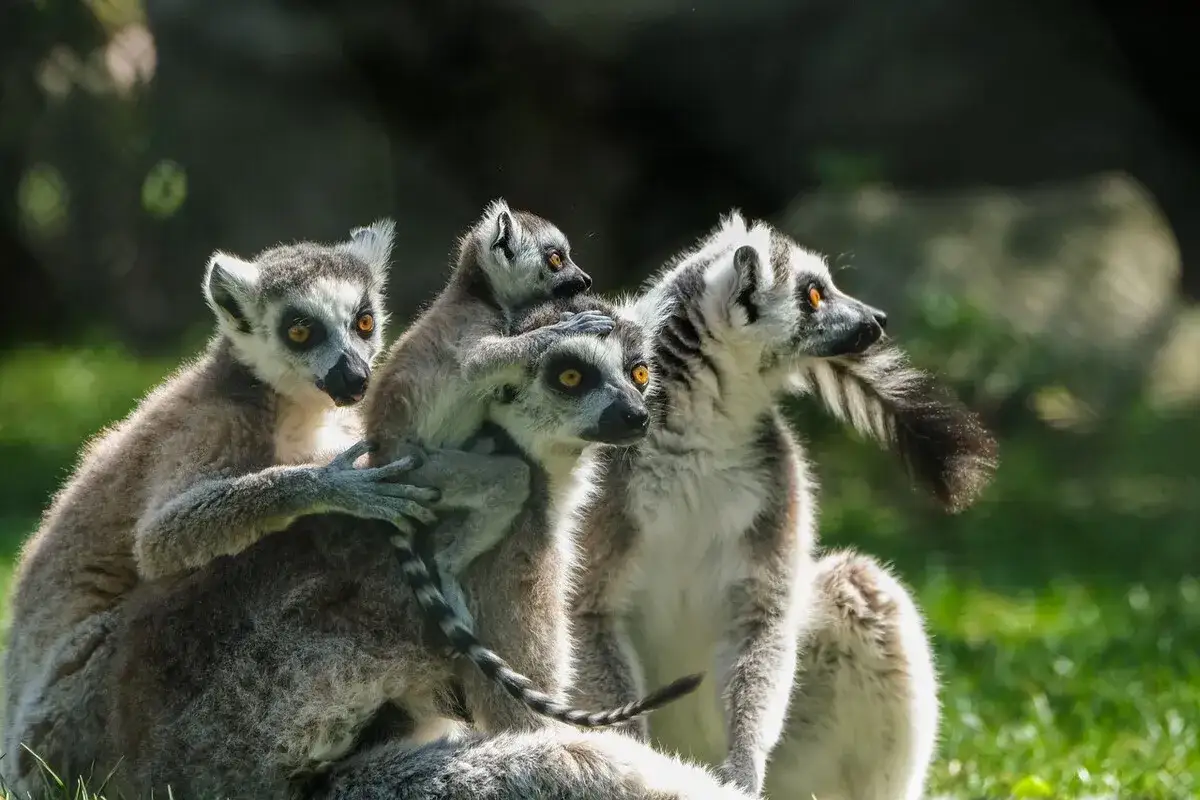 Rodzina lemur&oacute;w wesoło bawi się w lemur park Rumia.