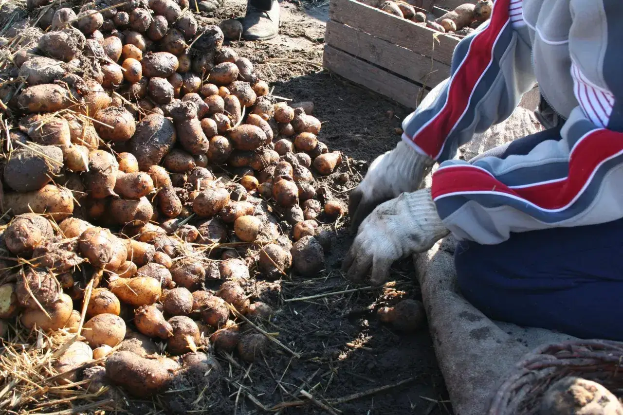 Gromadzenie ziemniaków po zbiorach. Widać pryzmę świeżo wykopanych bulw, niektóre mogą być dotknięte chorobami ziemniaka.