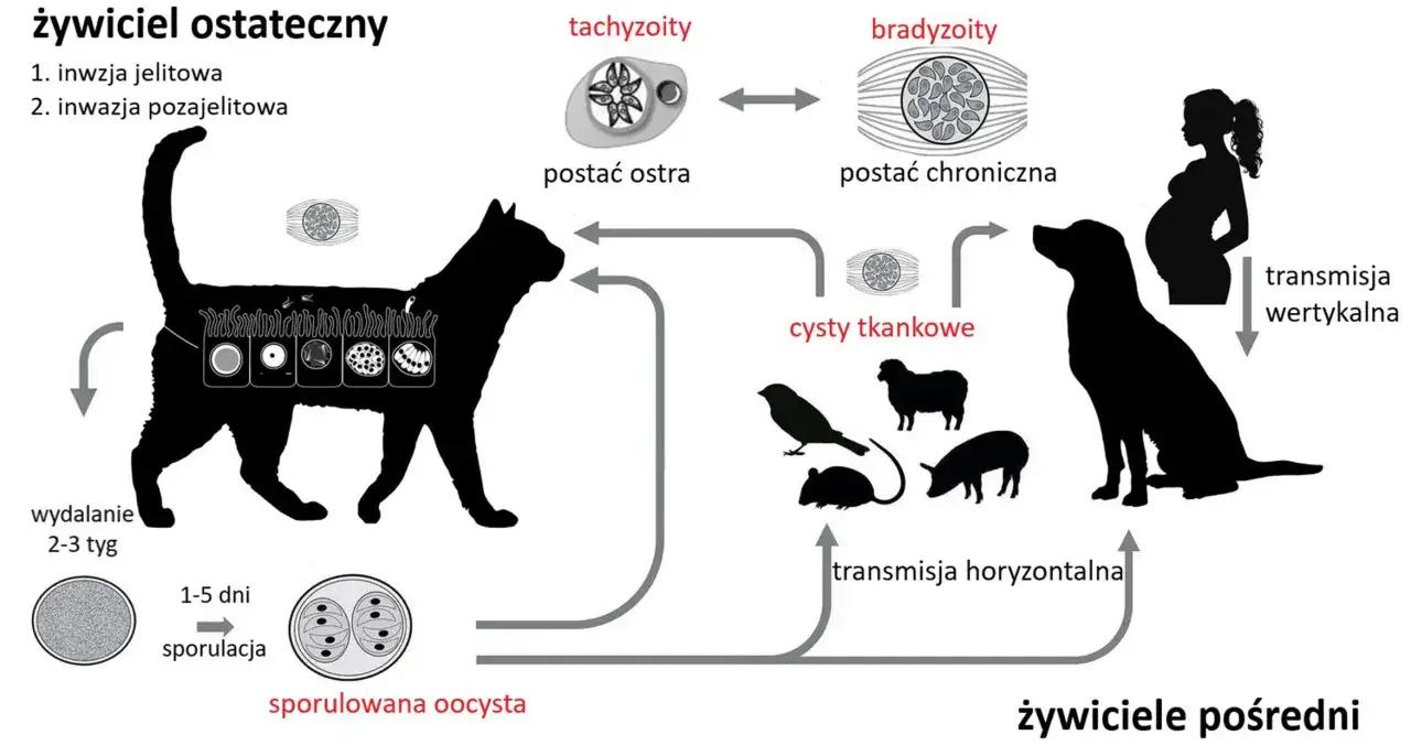 Cykl rozwojowy Toxoplasma gondii u kota: inwazja jelitowa i pozajelitowa, sporulacja oocyst, transmisja horyzontalna i wertykalna. Toksoplazmoza u kota.
