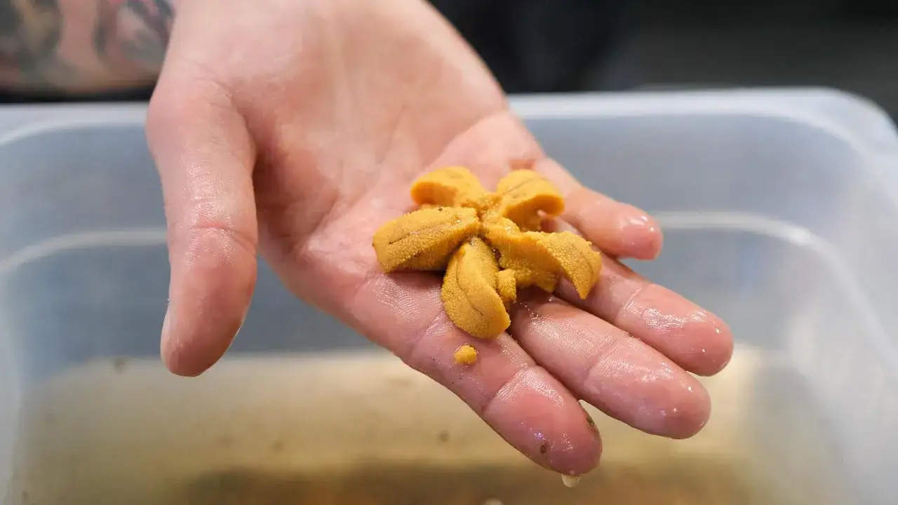 Une main tient d&eacute;licatement un oursin de mer frais, ses lobes orang&eacute;s pr&ecirc;ts &agrave; &ecirc;tre d&eacute;gust&eacute;s.