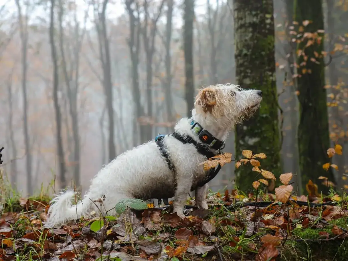 Jack Russell Terrier con temperamento vivace, esplora un bosco autunnale nebbioso.