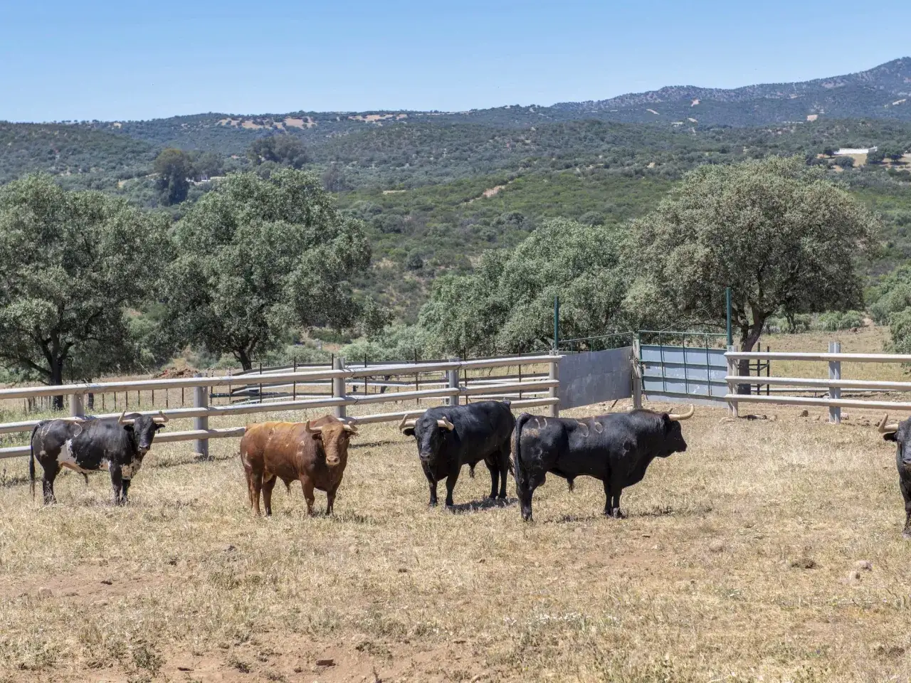 Cinco toros, uno pinto y cuatro negros, pastan en un campo seco. El sol de julio ilumina la escena, creando sombras alargadas.