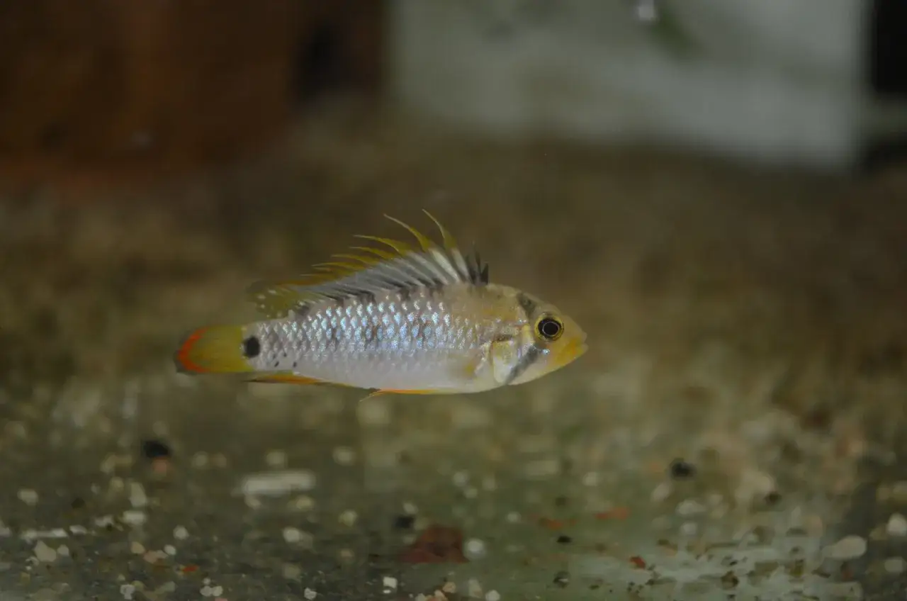 En apistogramma baenschi simmar i ett akvarium med grusig botten. Fisken har en ljus kropp med blåaktiga fjäll och gula fenor.