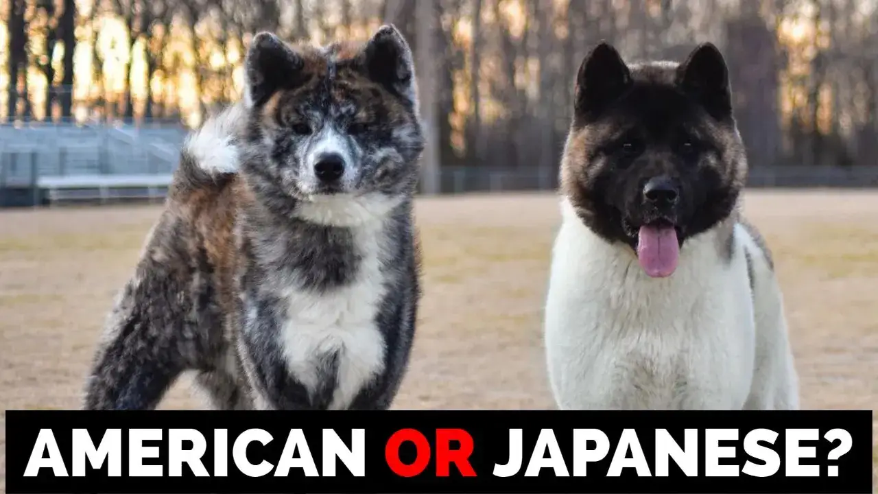 Akita japońska vs Akita amerykańska głowy por&oacute;wnanie