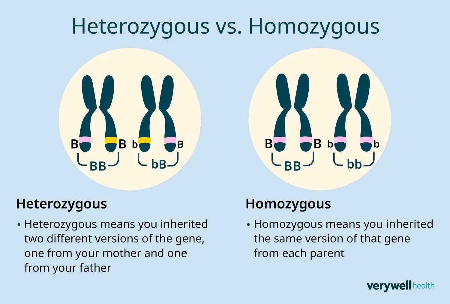 Illustrazione di cromosomi che mostrano una mutazione in eterozigosi (Bb) e omozigosi (BB, bb).