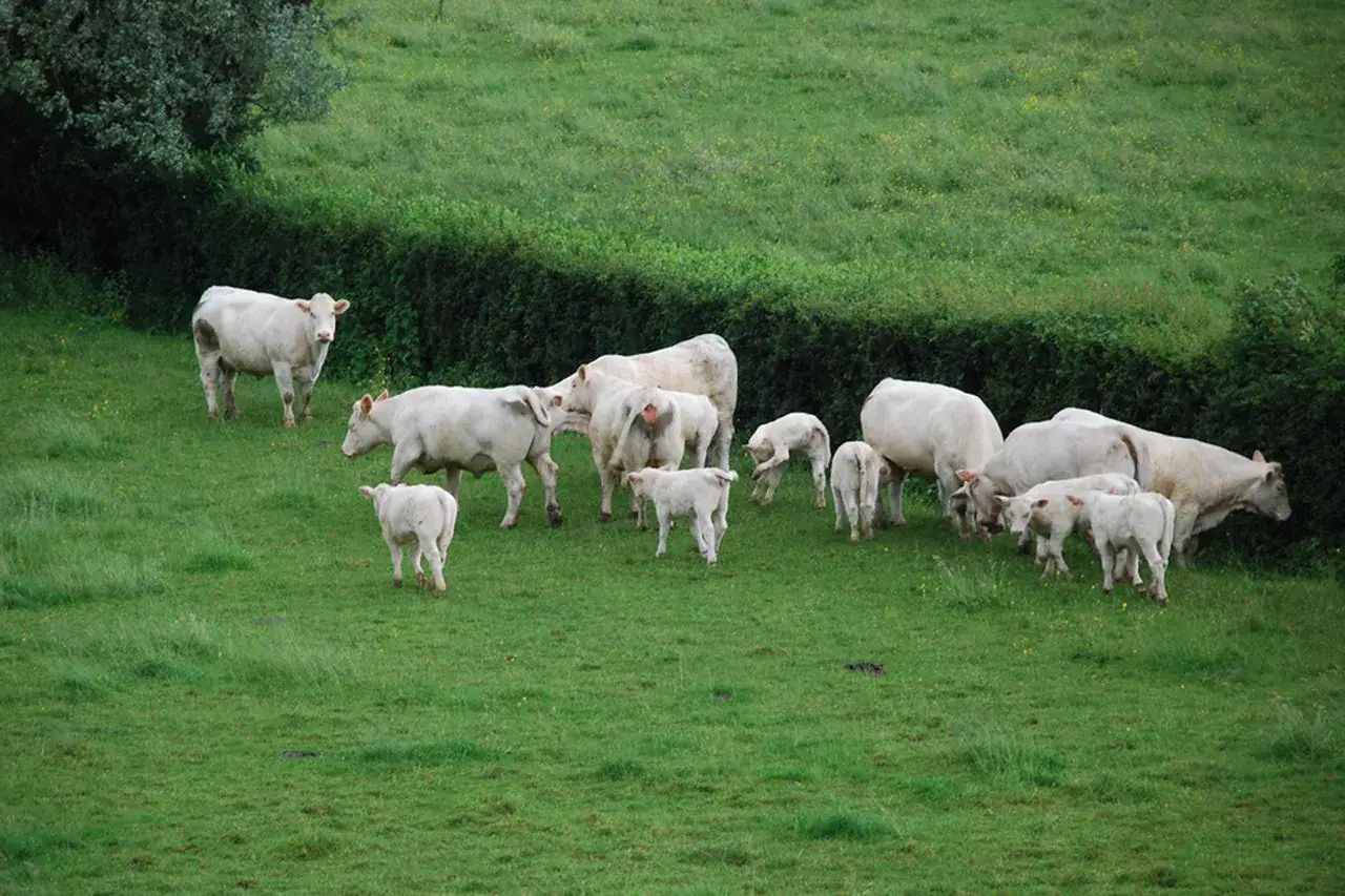 Un gregge di pecore Charolaise bianche pascola su un prato verde lussureggiante, con alcuni agnelli che giocano tra loro.