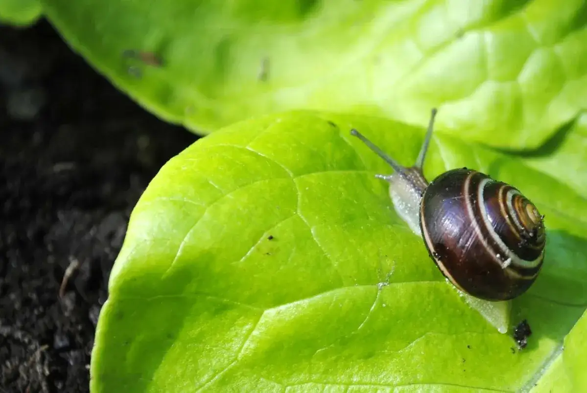 Un escargot sur une feuille verte, peut-&ecirc;tre la raison pour laquelle j'ai plein d'escargot dans mon jardin.