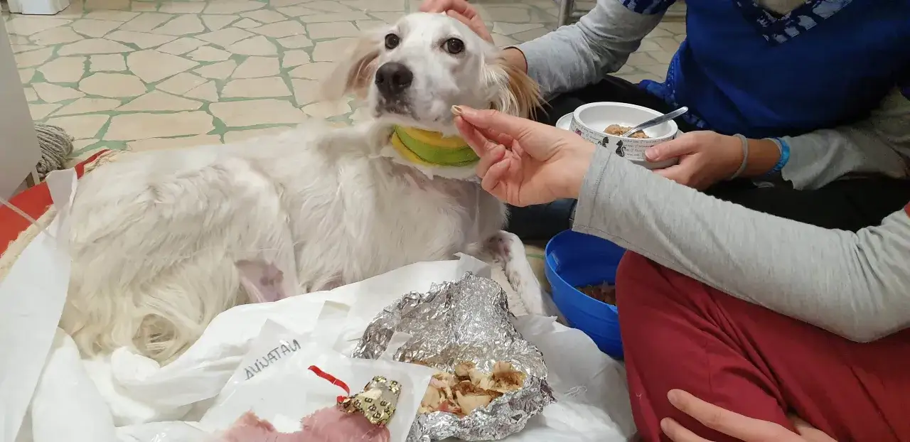 Un cane bianco, con un collare verde e giallo, &egrave; sdraiato su un telo. Una mano gli offre un bocconcino, ma il cane non mangia. Cibo in alluminio e ciotole vicine.